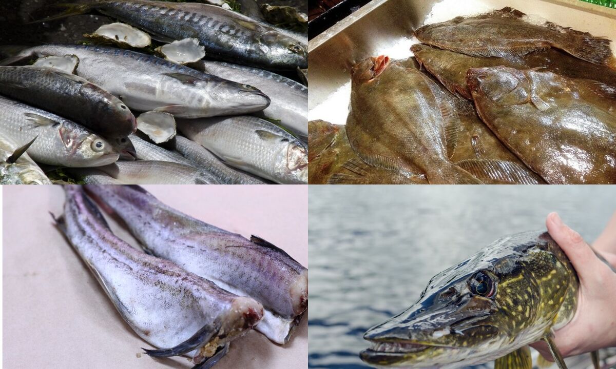 Fisch